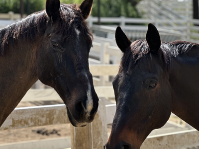 Equine Program