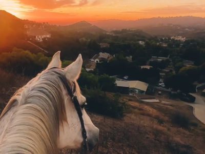 Equine Program